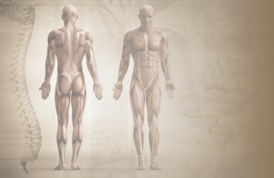 ISTA 体态修复专家—九种技术叠加，最大化纠正效果